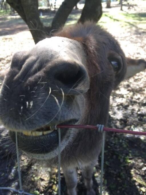 Вілла Wonky Donkey Den 30 Mi To Yosemite Arch Entrance Маріпоса Екстер'єр фото